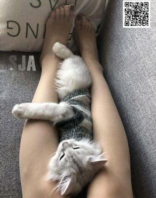 国产破壁料理机哪个牌子好_高清高清完整版播放